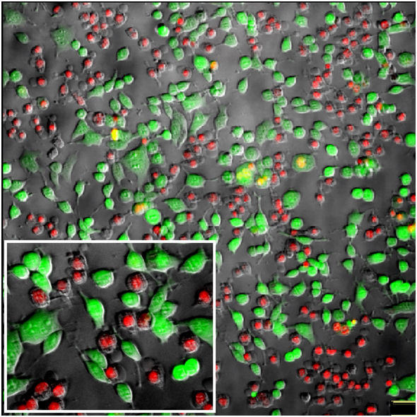 © AG Endl, IMMEI, Universität Bonn