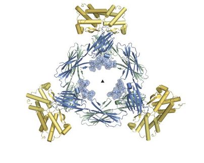 DESY-Röntgenquelle enthüllt Angriffsmechanismus von Herpesvirus