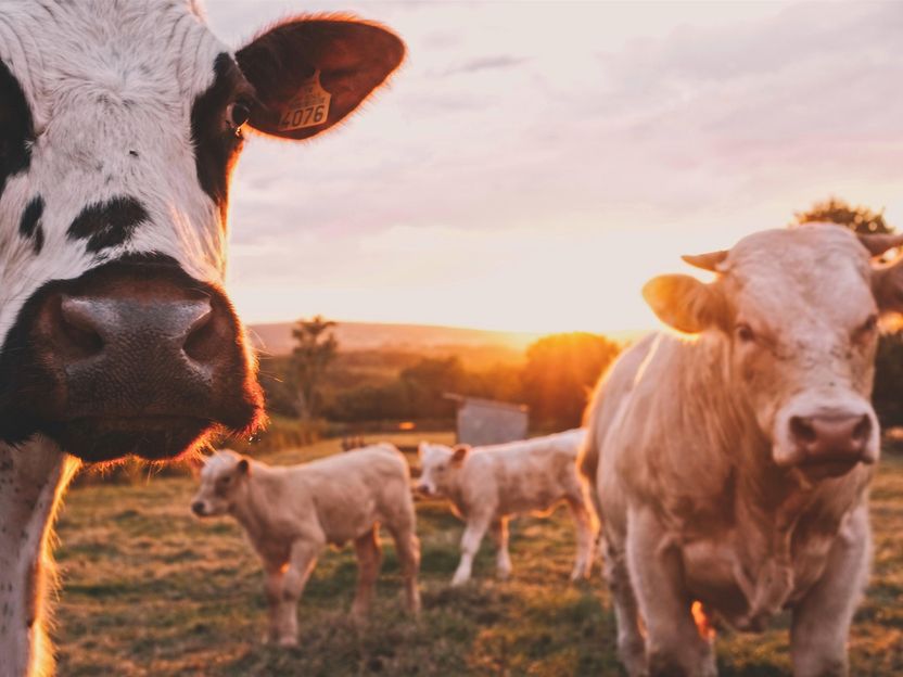 <span>Photo by <a href="https://unsplash.com/@stijntestrake?utm_source=unsplash&utm_medium=referral&utm_content=creditCopyText">Stijn te Strake</a> on <a href="https://unsplash.com/s/photos/cows?utm_source=unsplash&utm_medium=referral&utm_content=creditCopyText">Unsplash</a></span>