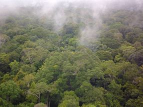 Wie Salz im Regenwald zu Wolken wird