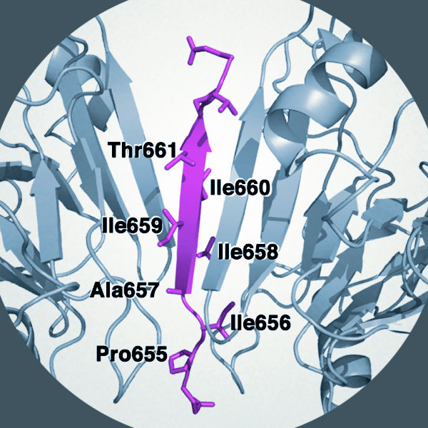 Anchoring proteins influence glucose metabolism and insulin release