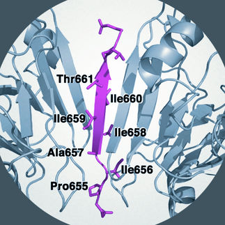 Anchoring proteins influence glucose metabolism and insulin release