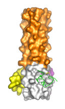 HIV_protein-300
