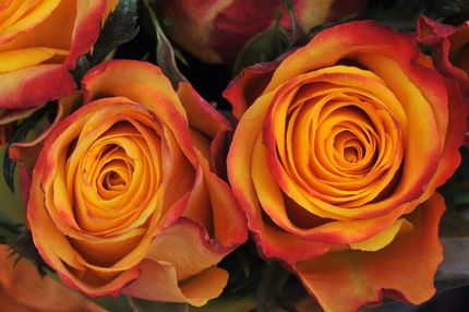Fehler im genetischen Programm lässt Blumen voller blühen