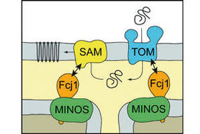 Protein complex MINOS