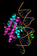 Proteinkomplex CBC