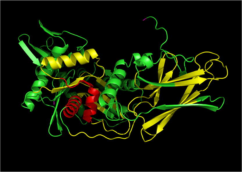 Hitzeschockprotein 70