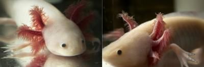 axolotl