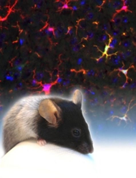 Wie Immunzellen aus dem Blut in das Gehirn gelangen und wie sie im Gehirn entstehen