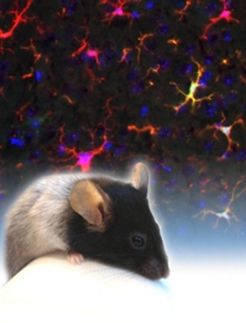 Tiermodell_und_Hirnschnitt_Nature_300dpi