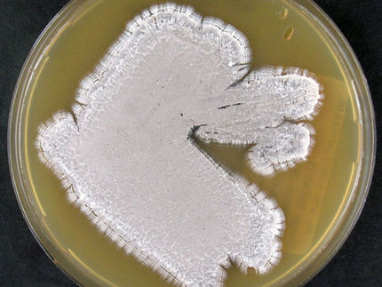 Neue Erkenntnisse zur Regulation der Antibiotikaproduktion in Bakterien