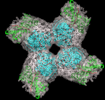 Max-Planck-Institut für Biochemie / Andreas Bracher