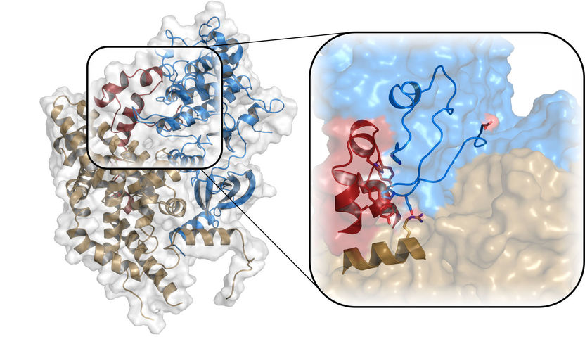 Solving the Puzzle of 2D Disorder, News