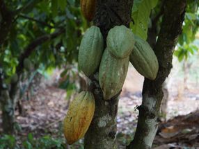 Studie belegt: Bei Kinderarbeit im Kakaoanbau bricht die Schokoladenindustrie ihre Versprechen