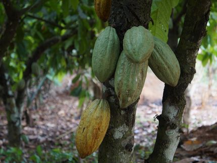 Aumento del trabajo infantil peligroso en la producción de cacao en medio de una expansión de la agricultura de cacao