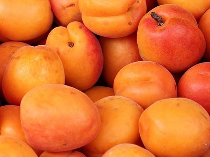 Vitamin A kurbelt die Fettverbrennung während der Kälte an