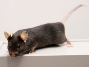 Tierexperimente: Forscher entwickeln neuen Versuchsaufbau für verbesserte Reproduzierbarkeit