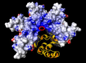 Acanthaporin