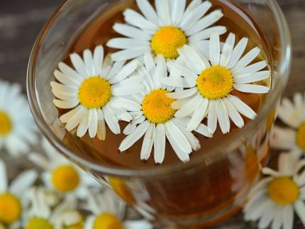 Test Kamillentee: Erhebliche Qualitätsunterschiede