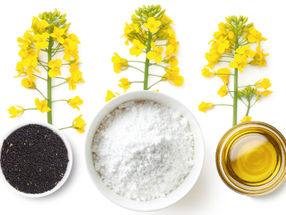 Polish biotech start-up produces zero-waste rapeseed protein in sustainability breakthrough