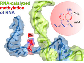 A New RNA Catalyst From the Lab