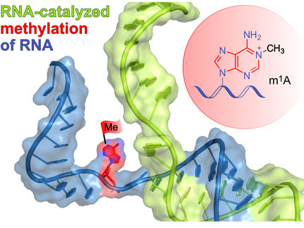 Un nuevo catalizador de ARN del laboratorio