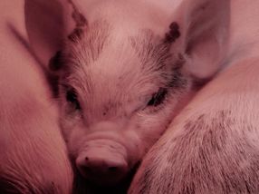 Schweine-Schlachtstau: Klöckner will Ausweitung der Arbeitszeiten