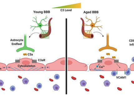 Alterndes Gehirn: Teil der angeborenen Immunabwehr reguliert Blut-Hirn-Schranke