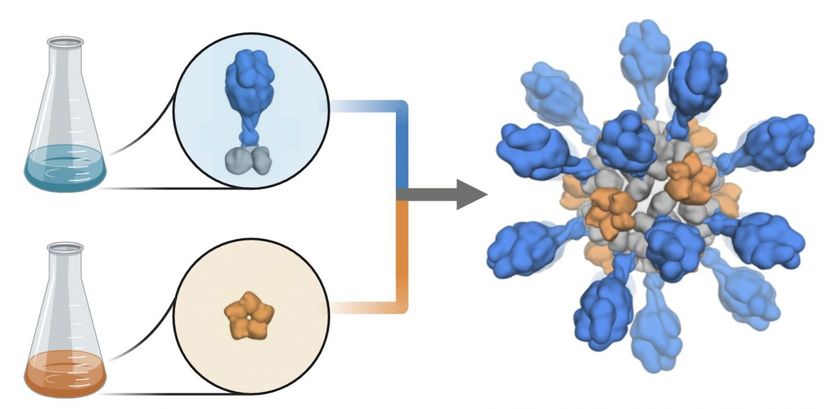 Ian Haydon/UW Medicine Institute for Protein Design