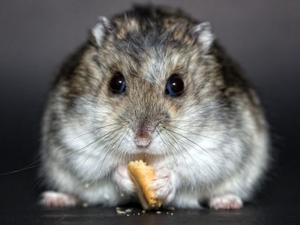 Kein Grund für Hamsterkäufe