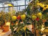 Cultivando tomates con fines de investigación en el invernadero del IPB.