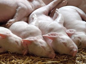 Tierschutz in der Schweinefleischerzeugung