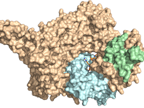 Getting to the heart of an enzyme