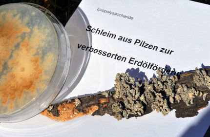 Pilzschleim für Erdölförderung