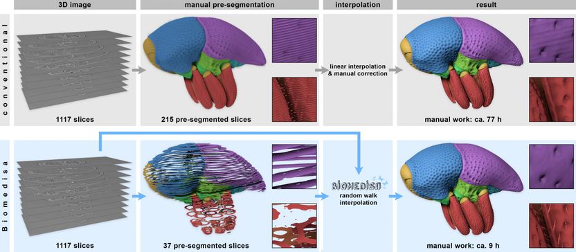 Making sense of what you see in biomedical images - The conventional procedure requires 77 hours, compared to 9 hours with Biomedisa