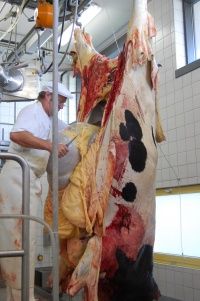 Universität Leipzig: Forschungsprojekt gegen Gammelfleisch