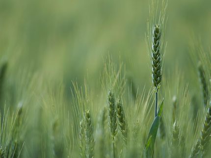 Europastry setzt sich für die Verwendung nachhaltigen Weizens ein