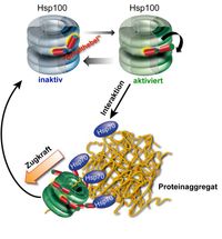 Mechanismus der Proteinaggregatauflösung