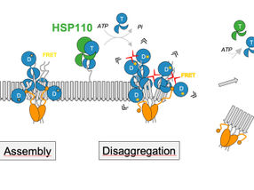 How Molecular Chaperones Dissolve Protein Aggregates Linked To Parkinson’s Disease