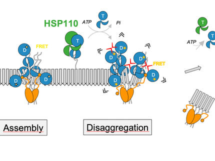 Cómo los chaperones moleculares disuelven los agregados proteicos vinculados a la enfermedad de Parkinson