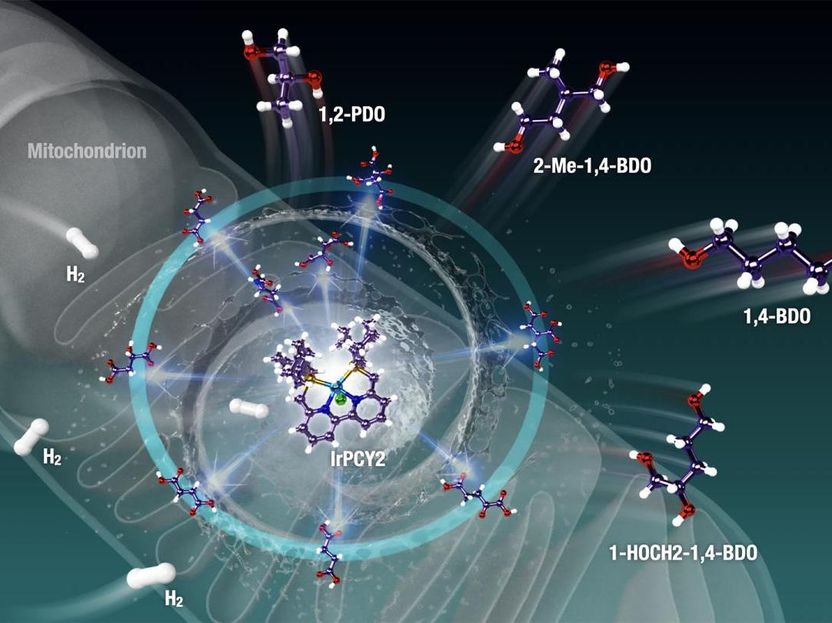 Eine emissionsfreie Welt durch Energiegewinnung aus lebenden Zellen - Wissenschaftlern ist dank eines vielseitigen Katalysators ein Durchbruch bei der Umwandlung von energiearmen Metaboliten in eine biologisch erneuerbare Ressource gelungen