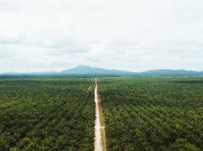 Cargill expands segregated sustainable palm oil capacity in North America