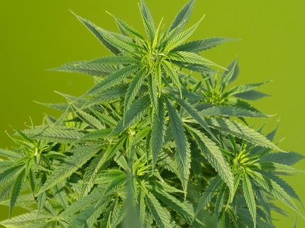 Nachweis von Aspergillus in Cannabis