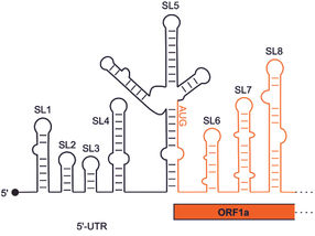 Folding of SARS-CoV2 genome reveals drug targets