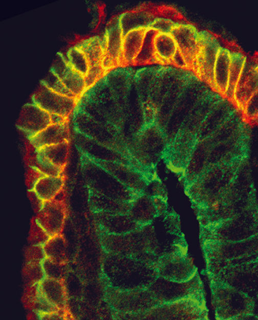 MPI für Neurobiologie / Klein