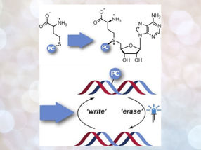Bloqueo definido: Fotoencapsulado enzimático para el estudio de la regulación de los genes a través de la metilación del ADN