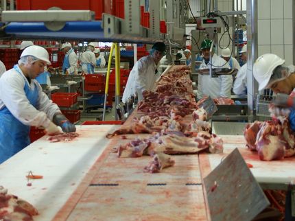 BGN-Studie zu Corona-Fällen in der Fleischwirtschaft