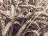 Erster Weizen-Genom-Atlas soll die Produktion weltweit verbessern