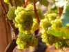 Neuer Rahmen für die Reben - Weingesetz verabschiedet