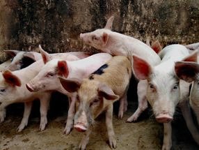 Klöckner prüft mögliche Hilfen für Schweinehalter